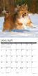 2025 Shelties Calendar Willow Creek Press