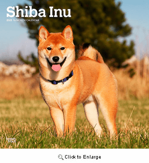 2025 Shiba Inu Calendar