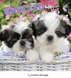 2025 Shih Tzu Puppies Calendar