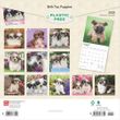2025 Shih Tzu Puppies Calendar