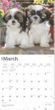2025 Shih Tzu Puppies Calendar