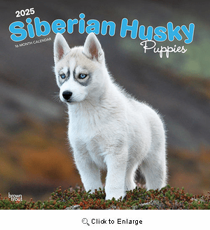 2025 Siberian Husky Puppies Calendar