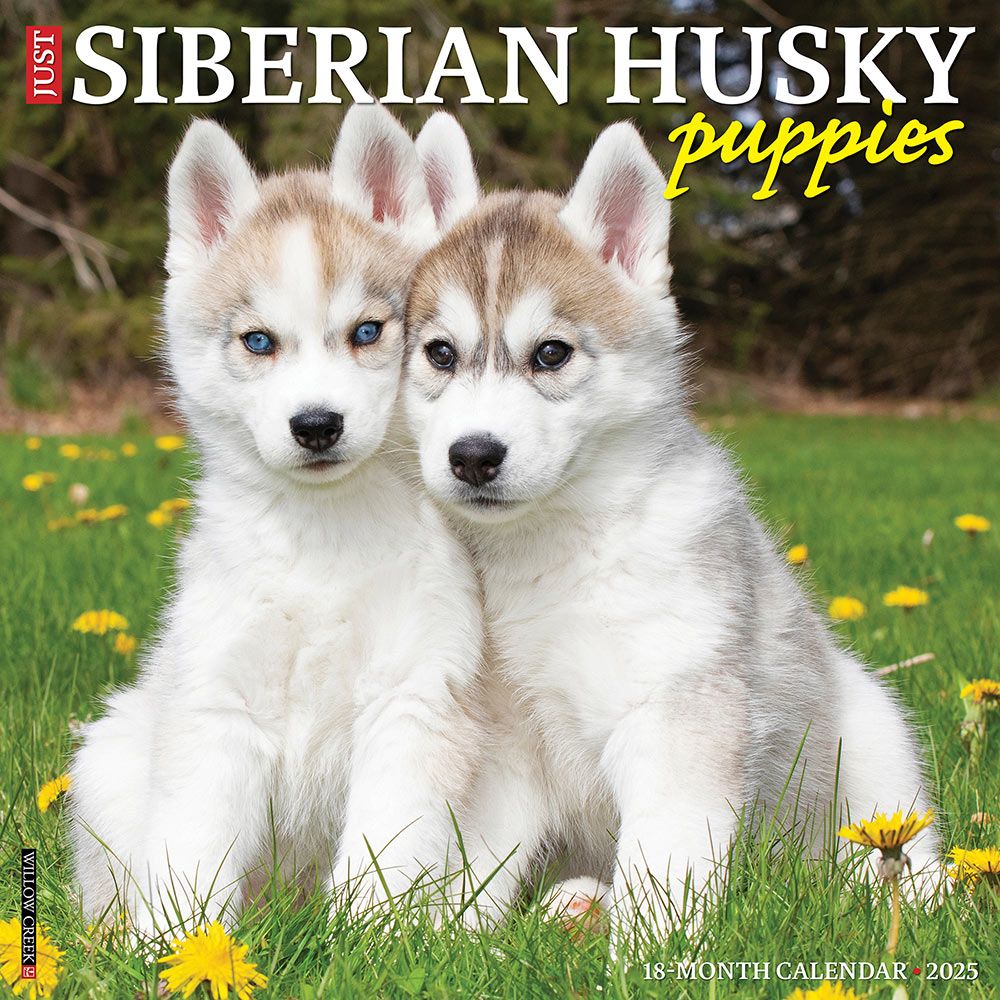 Siberian Huskies Siberian Retriever For Sale Siberian Husky