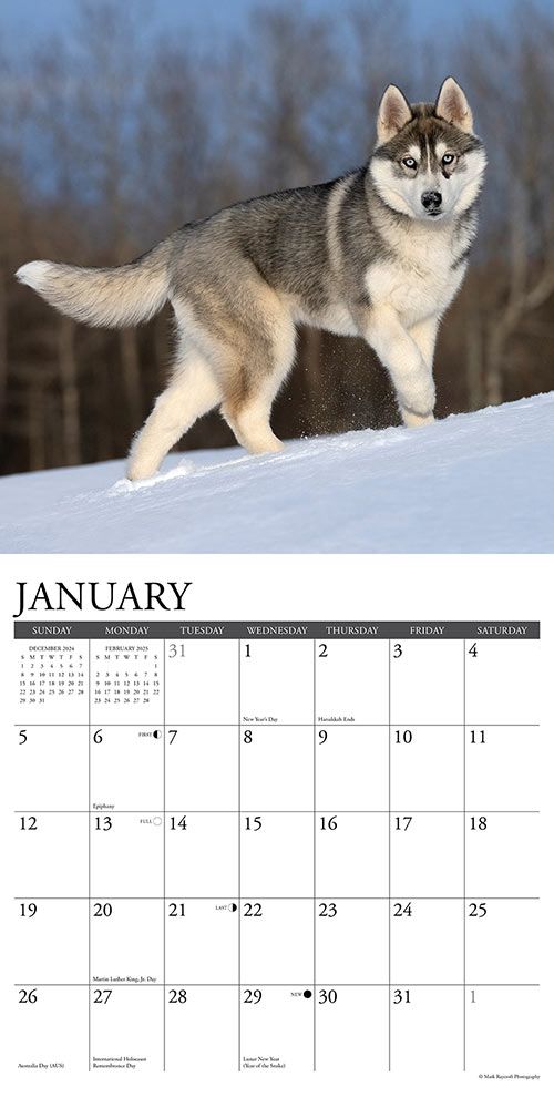 Spirit of the Wolf Calendar 2025 Willow