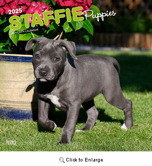 2025 Staffordshire Bull Terrier Puppies Calendar