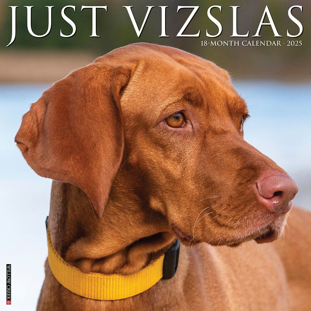 2025 Vizslas Calendar Willow Creek Press