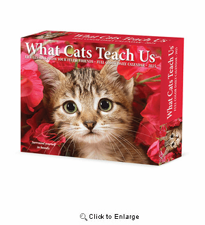 2025 What Cats Teach Us Box Calendar Willow Creek