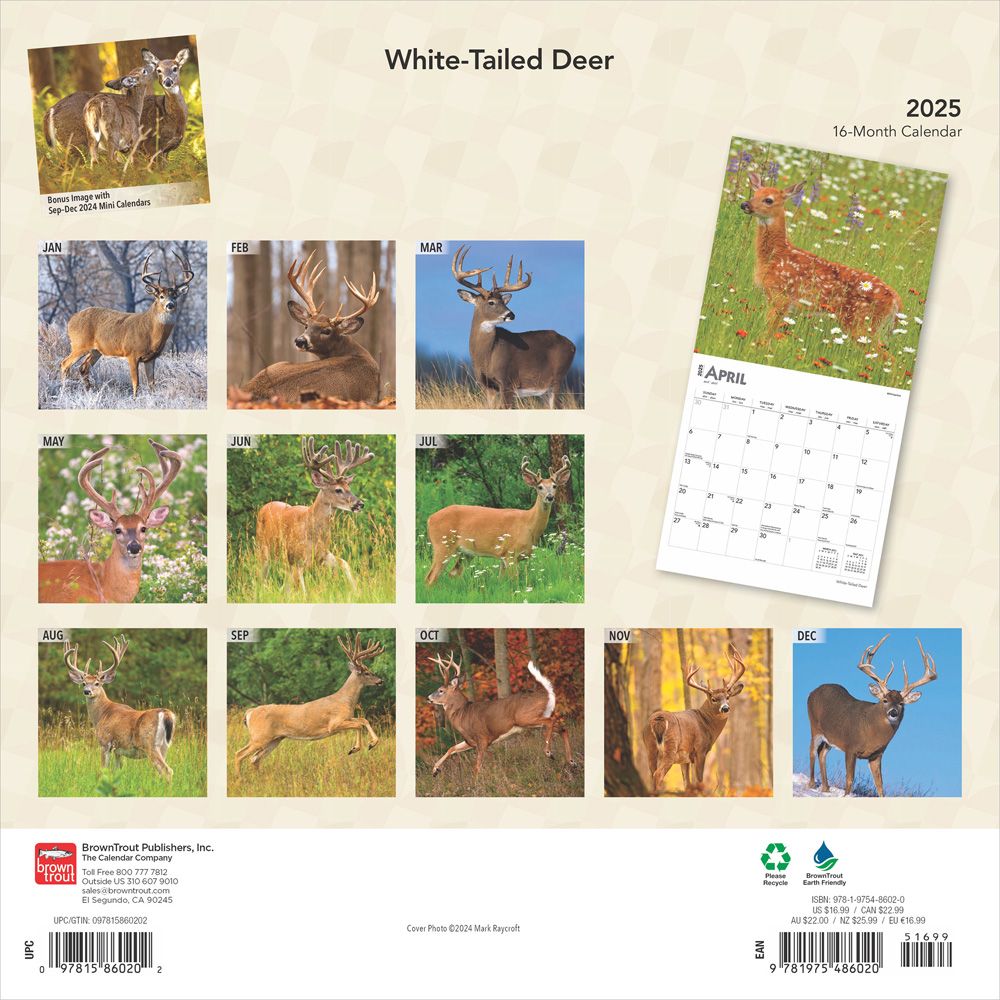 White|tailed Deer Calendar 2025|Animal Den white-tailed-deer-calendar-2025-animal-den