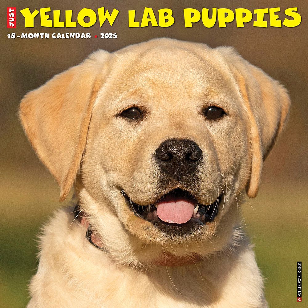 Yellow Lab Puppies Calendar 2025 Willow