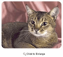 Abyssinian Cat Coasters
