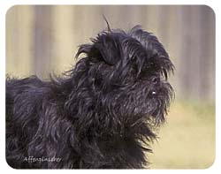 Affenpinscher Coasters