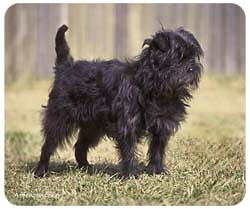 Affenpinscher Mousepad