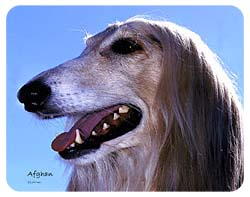 Afghan Hound Coasters