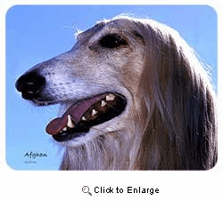 Afghan Hound Coasters