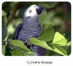 African Gray Parrot Coasters