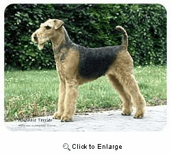 Airedale Terrier Coasters