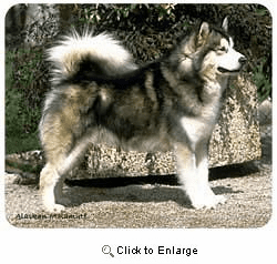 Alaskan Malamute Mousepad