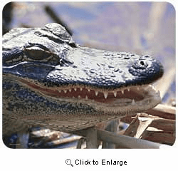 Alligator Mousepad