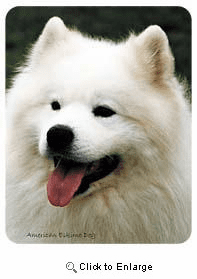 American Eskimo Dog Coasters