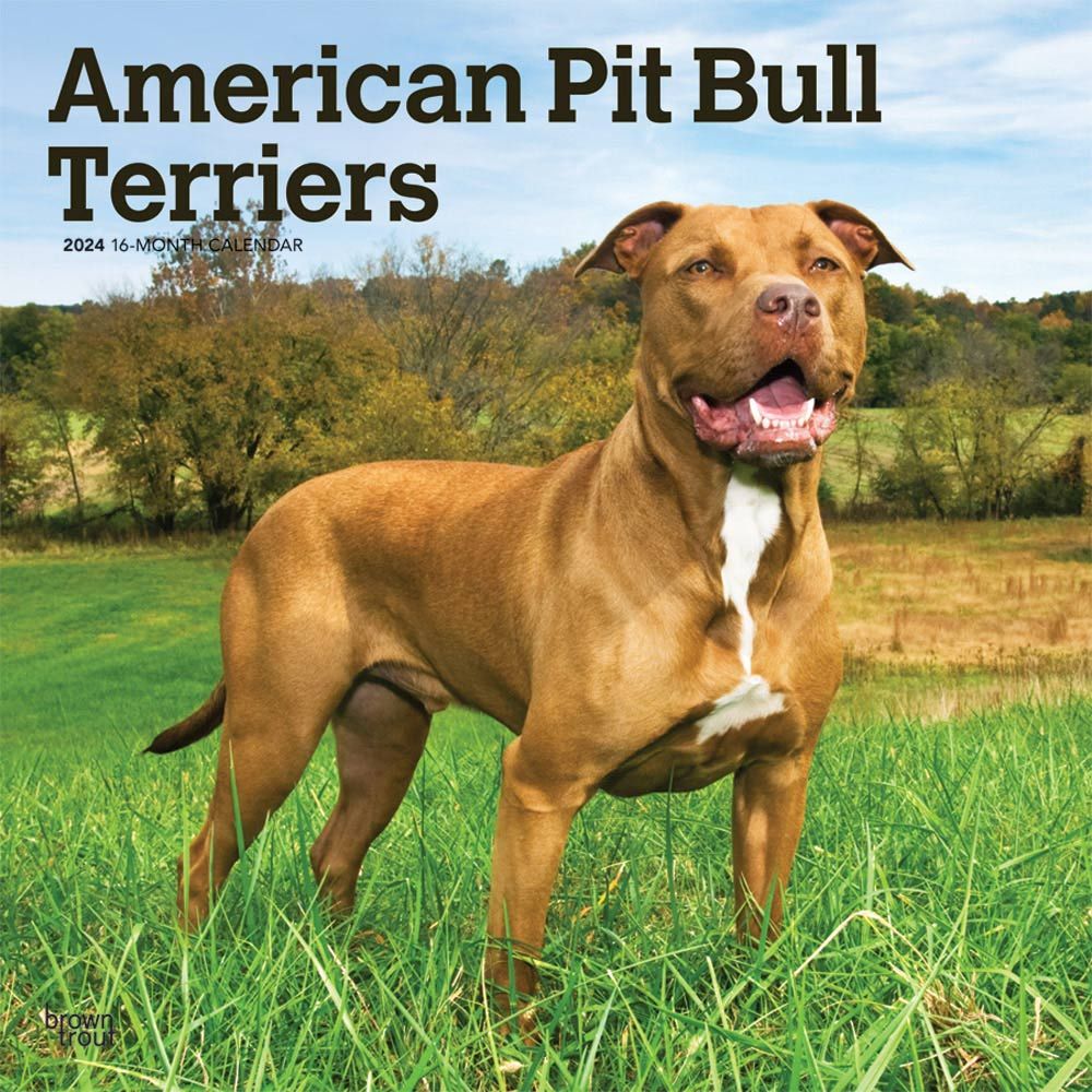 2024 American Pit Bull Terriers Calendar