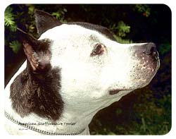 American Staffordshire Terrier Coasters