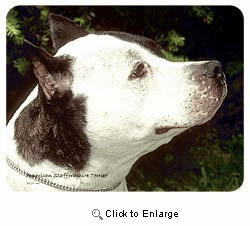 American Staffordshire Terrier Coasters