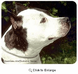 American Staffordshire Terrier Mousepad