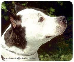 American Staffordshire Terrier Mousepad