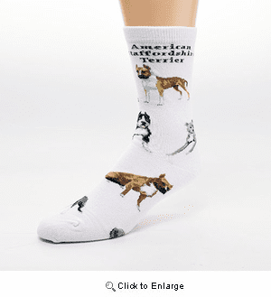 American Staffordshire Terrier Poses 2 Socks