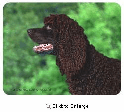 American Water Spaniel Coasters