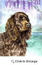 American Water Spaniel Garden Flag