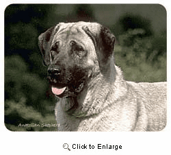 Anatolian Shepherd Coasters