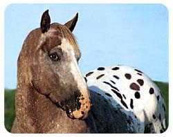 Appaloosa Horse Coasters