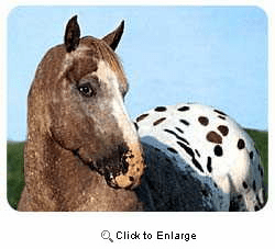 Appaloosa Horse Coasters