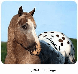 Appaloosa Horse Mousepad