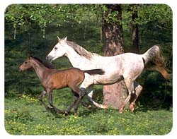 Arabian Horse Coasters