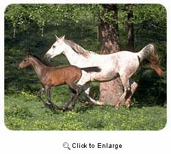 Arabian Horse Coasters