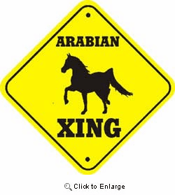 Arabian Horse Crossing