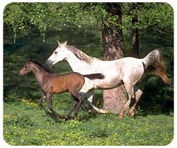 Arabian Horse Mousepad