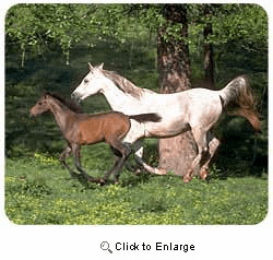 Arabian Horse Mousepad