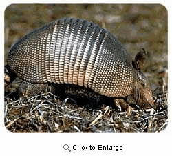 Armadillo Coasters