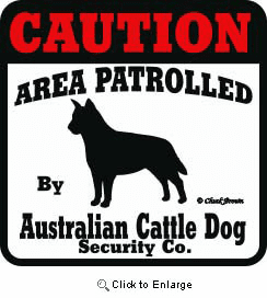 Australian Cattle Dog Bumper Sticker Caution