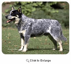 Australian Cattle Dog Coasters