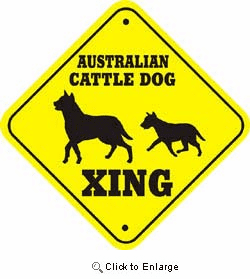 Australian Cattle Dog Crossing