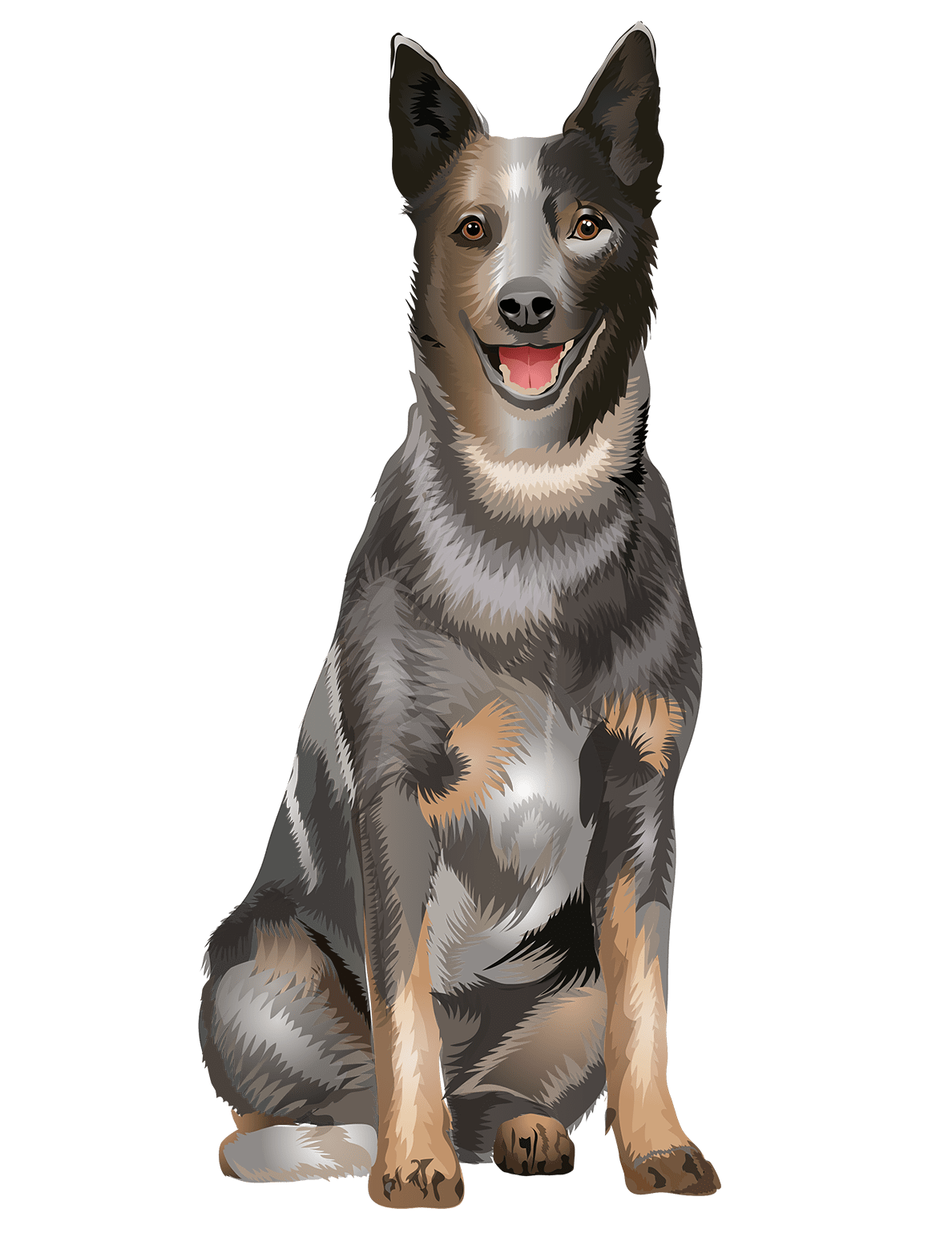 Australian Cattle Dog TShirt Sitting Down Vibrant VectorAnimal Den