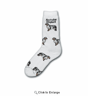 Australian Shepherd Poses Socks