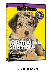Australian Shepherd Video