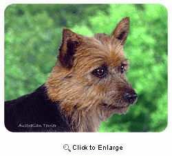 Australian Terrier Coasters