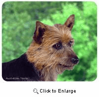 Australian Terrier Mousepad