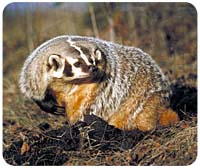 Badger Mousepad